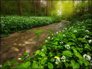 Rzeka płynąca pośród zielonego lasu