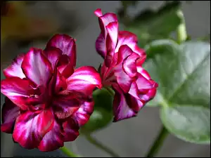 Kwiat, Pelargonia