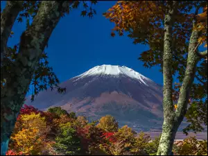 Drzewa, Wulkan, Fuji, Góra, Japonia