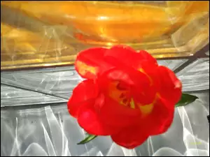 Kafelki, Kwiat, Tulipan, Szklane