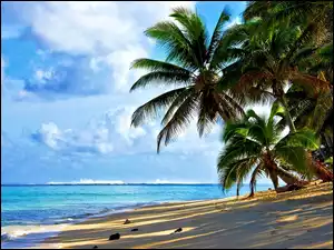 Plaża, Tropiki, Niebo, Ocean, Palmy