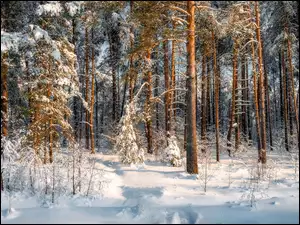 Sosny, Zima, Drzewa, Las, Śnieg