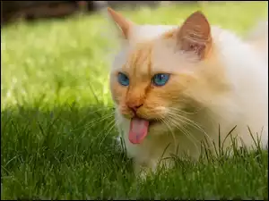 Rudy kot z wystawionym językiem