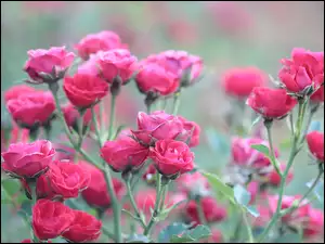Czerwone piękne róże