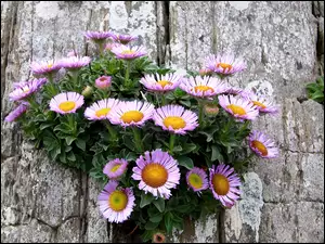Kępka kwiatów na skale