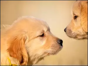 Dwa psy rasy Golden Retriever