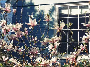 Magnolie przy oknie