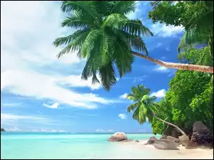 Palmy na morskiej skalnej plaży