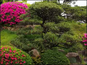 Rododendrony, Park, Krzewy