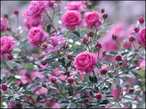 Różowe róże na krzaku