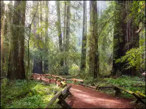 Drzewa, Sekwoje, Stany Zjednoczone, Las, Kalifornia, Park Narodowy Redwood, Ścieżka