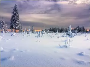 Zimowe chmury nad drzewami
