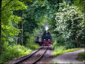 Pociąg parowy przejeżdżający przez zielony las
