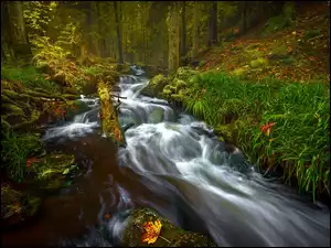 Rwąca leśna rzeka