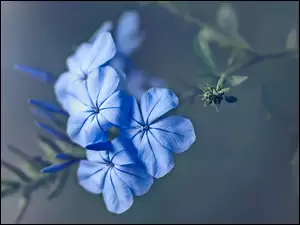 Zbliżenie, Niebieskie, Kwiaty, Floks