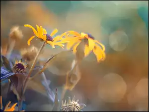 Usychające kwiaty jeżówki w rozmyciu