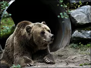 ZOO, Niedźwiedź