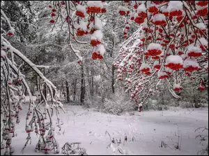 Śnieg, Drzewa, Jarzębina, Zima