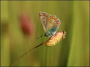 Motyl modraszek na rozmytym tle