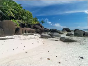 Kamienista plażą z boku palm