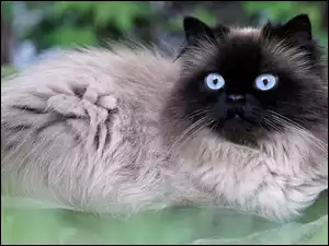 Kot o błękitnych oczach