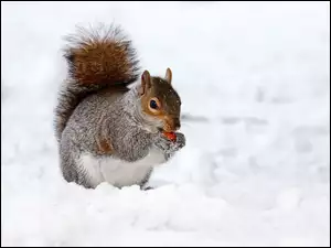 Wiewiórka, Zima, Śnieg