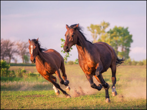 Dwa konie biegną na łace