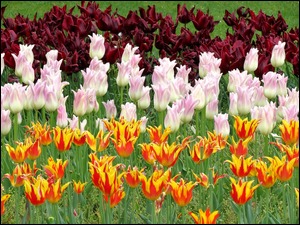 Kolorowe tulipany w ogrodzie