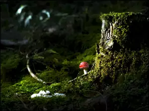Mały muchomorek przy pniu drzewa w lesie