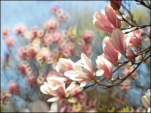 Krzew, Magnolia, Różowe, Kwiaty