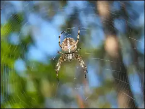Pająk na pajęczej sieci