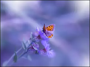 Chabry, Motyl, Kwiaty