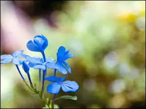 Makro, Niebieski, Kwiat