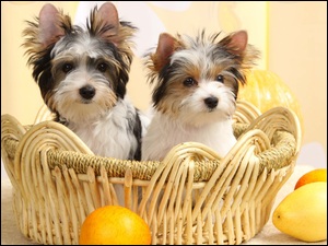 Dwa psy rady Yorkshire terrier w koszyczku