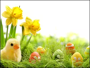 Wielkanocna kompozycja żonkili z kurczaczkiem i pisankami w trawie