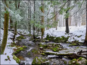 Leśny potok w śniegu
