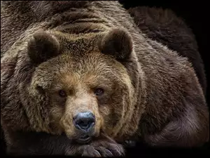 Odpoczywający wielki niedźwiedź brunatny