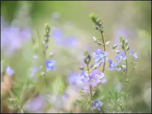 Kwiaty, Przetacznik, Zbliżenie, Niebieskie