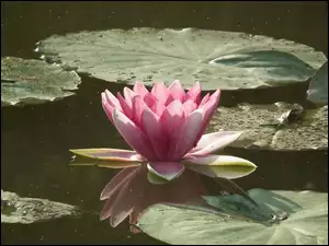 Lilia wodna, Kwiat