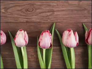Tulipany z liśćmi ułożone na deskach