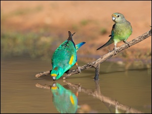 Dwie papużki nad wodą