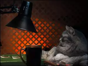 Kot przy zapalonej lampce