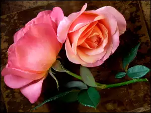 Róża z kolcami