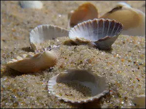 Zbliżenie muszelek w piasku