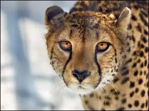 Dziki Gepard