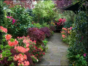 Rododendrony, Ogród, Różaneczniki