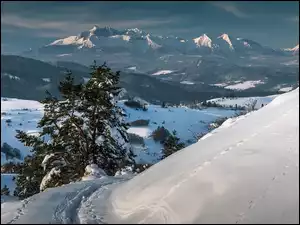 Śnieg, Drzewa, Polska, Zima, Tatry, Góry, Pieniny
