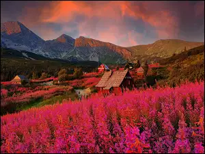 Wierzbówka kiprzyca i domy na Hali Gąsienicowej w Tatrach