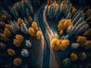 Las, Jesień, Drzewa, Z lotu ptaka, Kolorowe, Droga