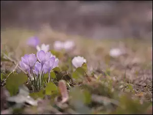 Kwiaty, Jasnofioletowe, Krokusy, Kępka